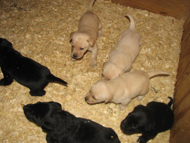 Hope Pups